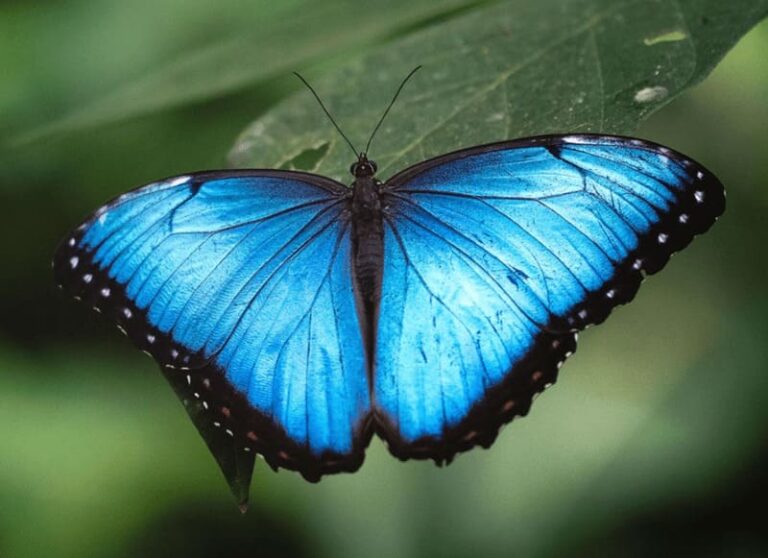 morpho-butterfly-costa-rica