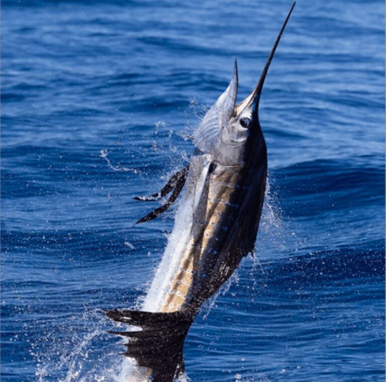sailfish-costa-rica