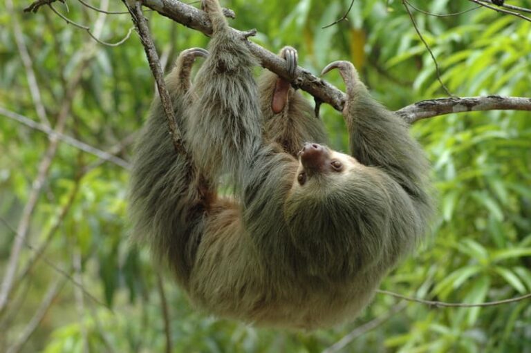 beautiful-costarican-sloth