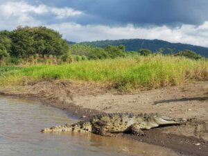 crocodile-at-tarcoles-river