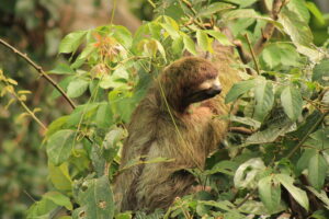 costa-rica-sloth