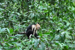 monkey-at-national-park
